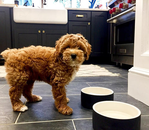 cockapoo puppy not wanting to eat