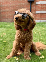 Dog with sun glasses 