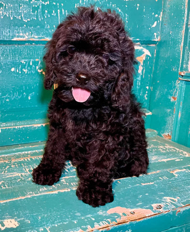 cockapoo litter from 2023