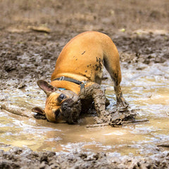 Dog getting muddy