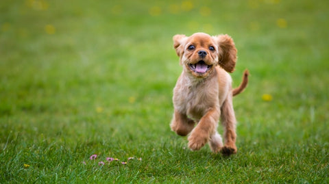 puppy exercise