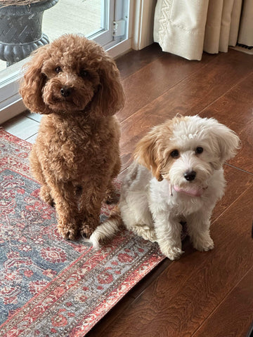 Ellie and Daisy.  Poodle and Cavapoo