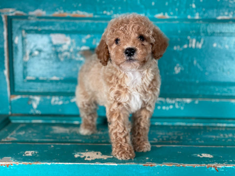 Otto maltipoo 