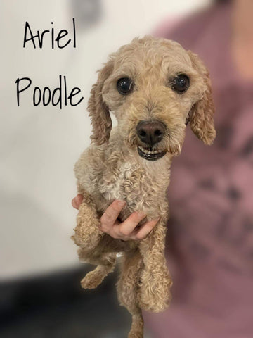 Ariel poodle mom