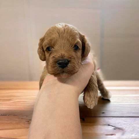 Cockapoo puppy girl 