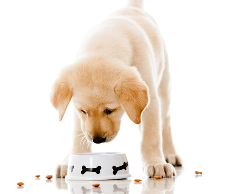 puppy at food bowl