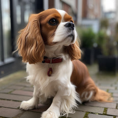 King Charles Cavalier Spaniel