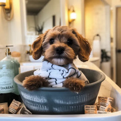 at home puppy spa day
