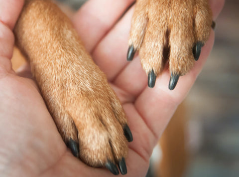 puppy dog nails