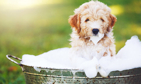 puppy bathtime