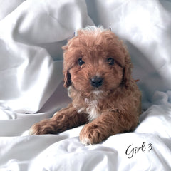 cavapoo in her new home in Michigan!