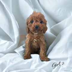 red cavapoo girl