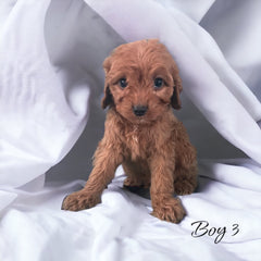 red cavapoo puppy