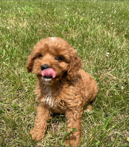 Cavapoo from past litter 2021