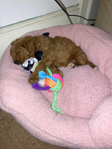 cavapoo puppy