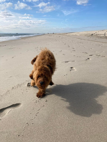 august cavapoo 2022