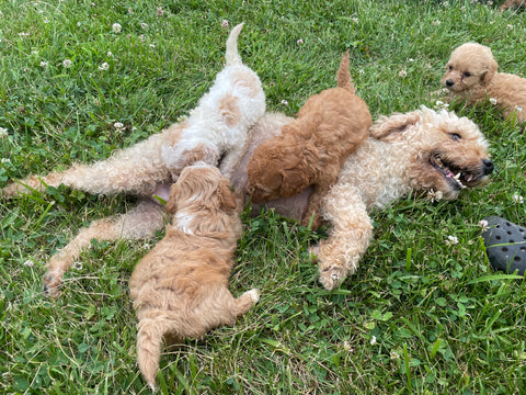 Maltipoo puppies playing with their mama izzie (poodle) she is one of the sweetest, gentle natured, loving dogs ever! Her babbles are the best! 