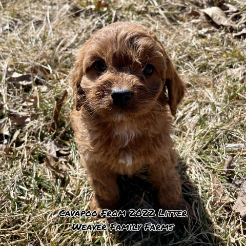 cavapoo