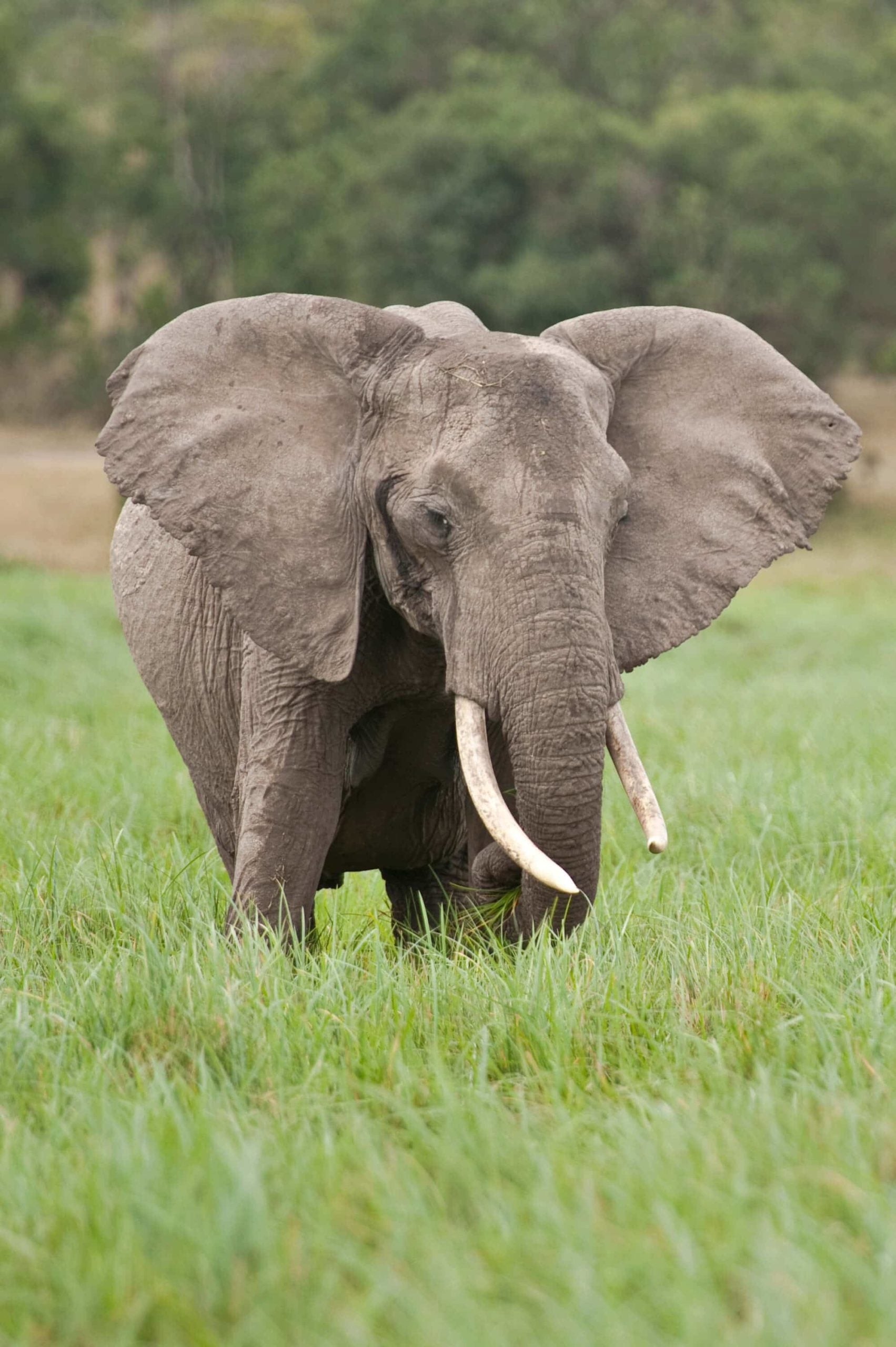 Elephant Ol Pejeta Conservancy