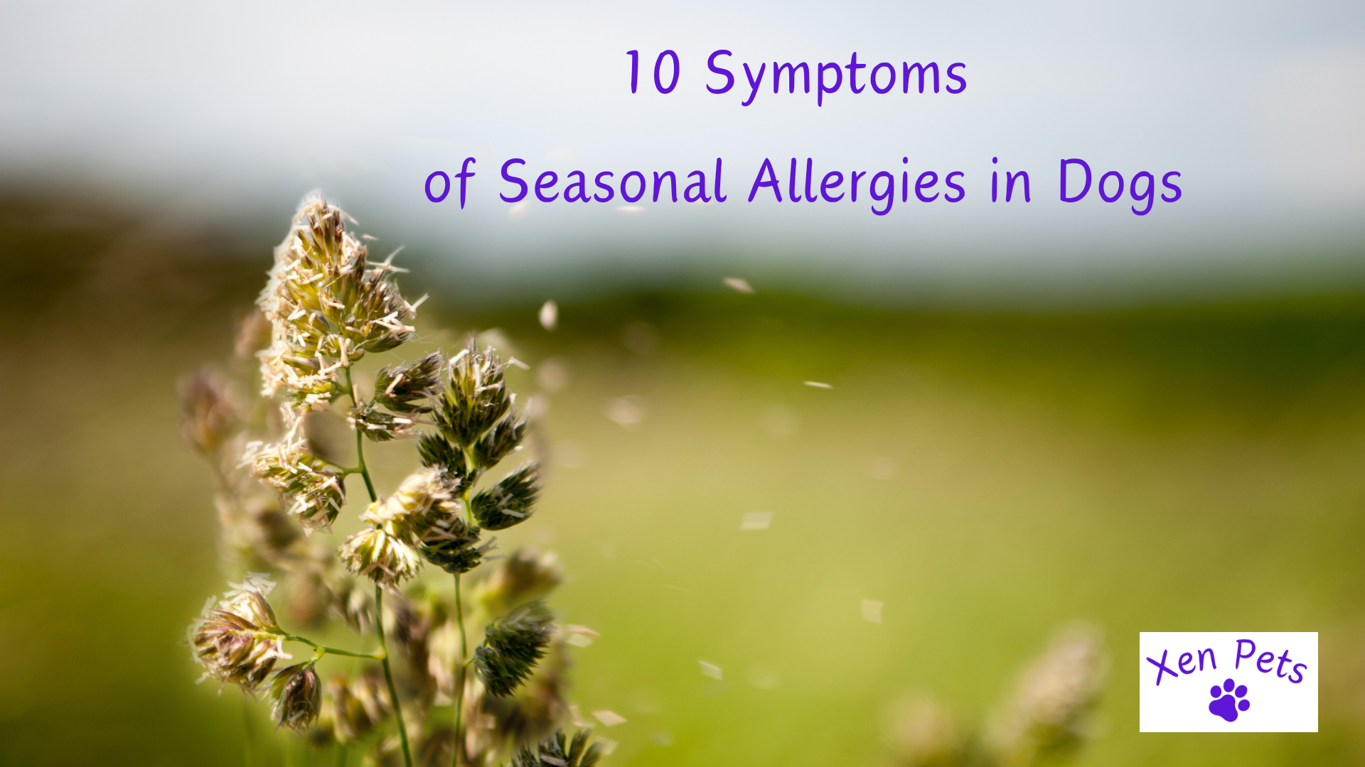 10 Symptoms  of Seasonal Allergies in Dogs