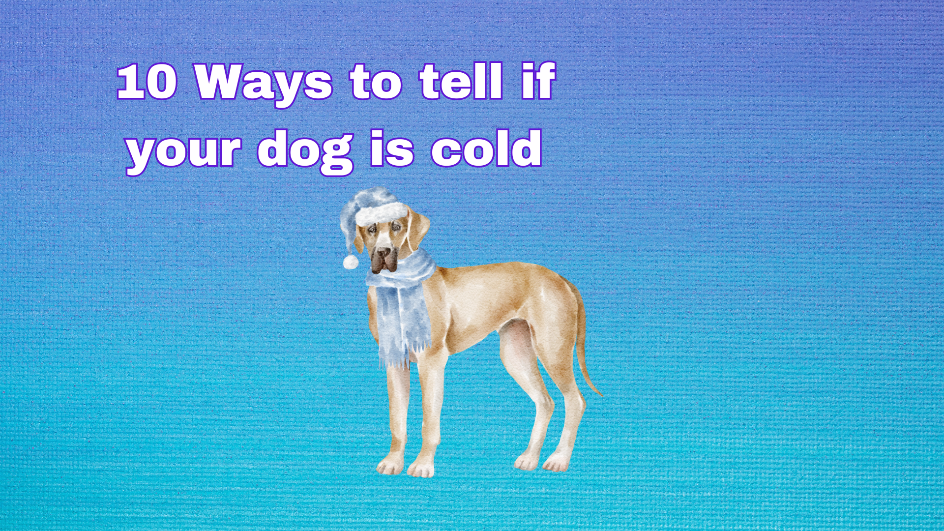 10 Ways to tell if your dog is cold