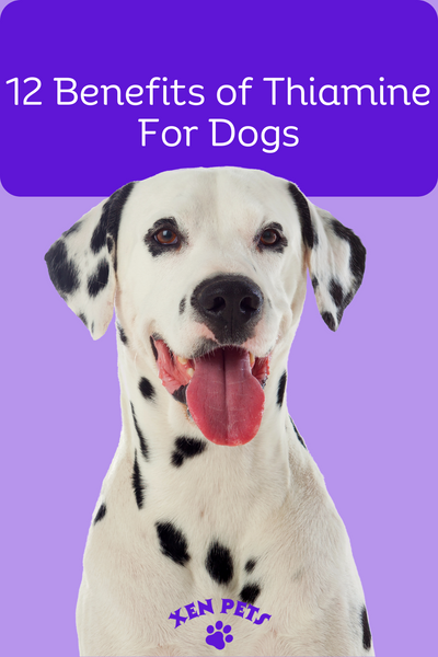 12 Benefits of Thiamine for Dogs