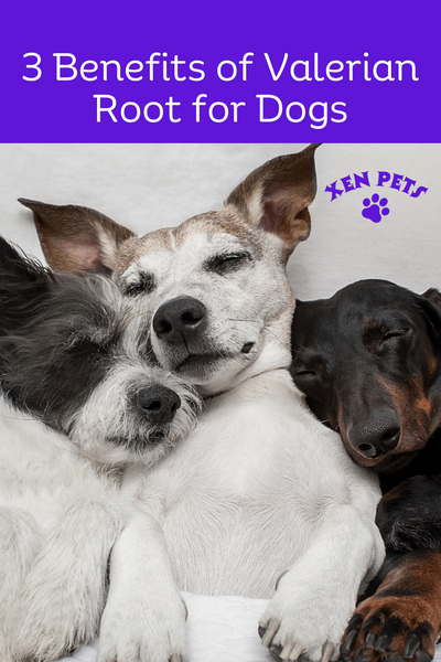 3 Benefits of Valerian Root for Dogs