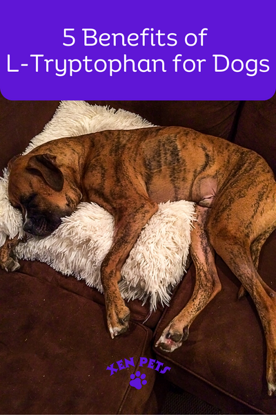 5 Benefits of L-Tryptophan for Dogs