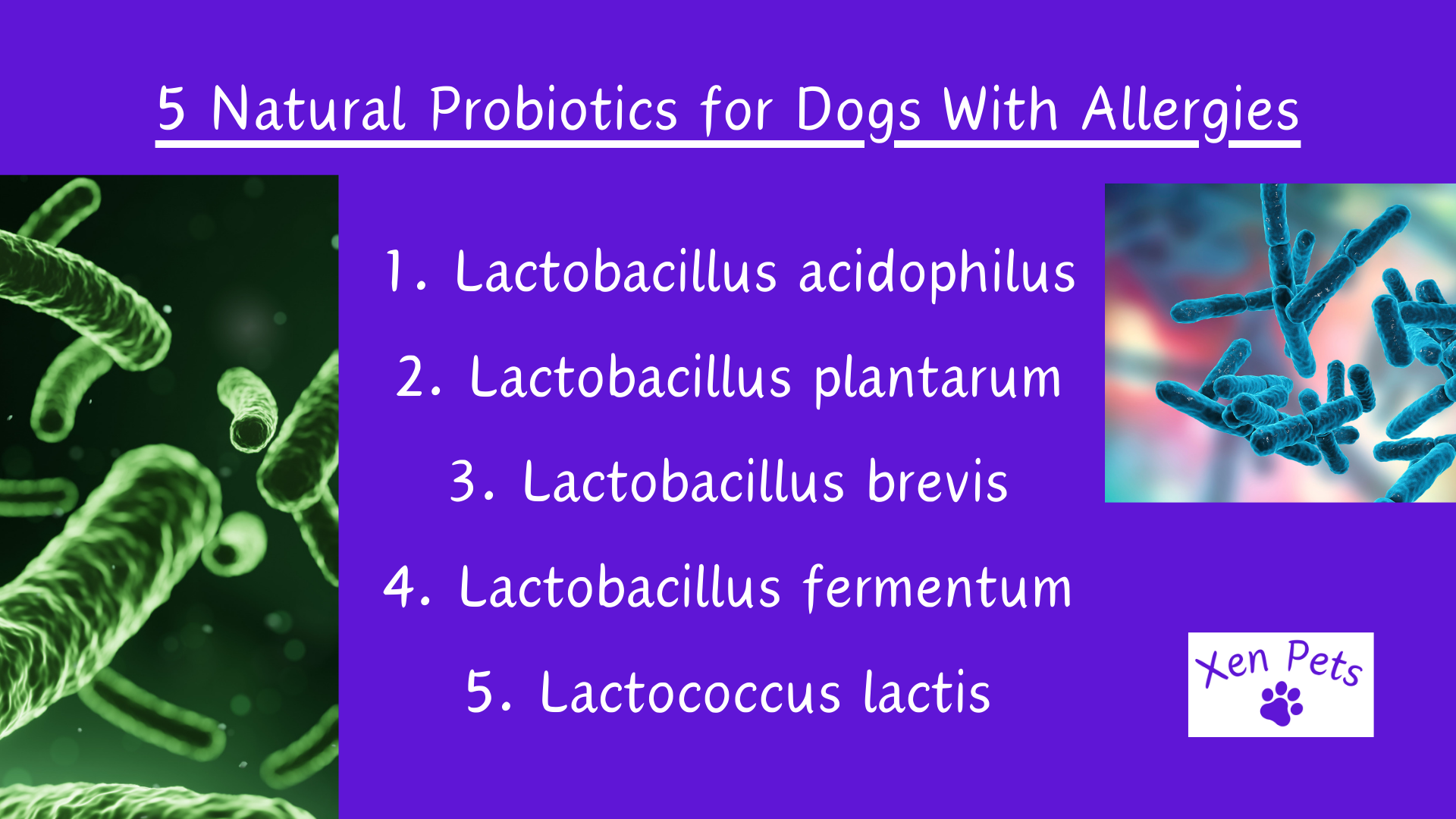 5 Natural Probiotics for Dogs With Allergies