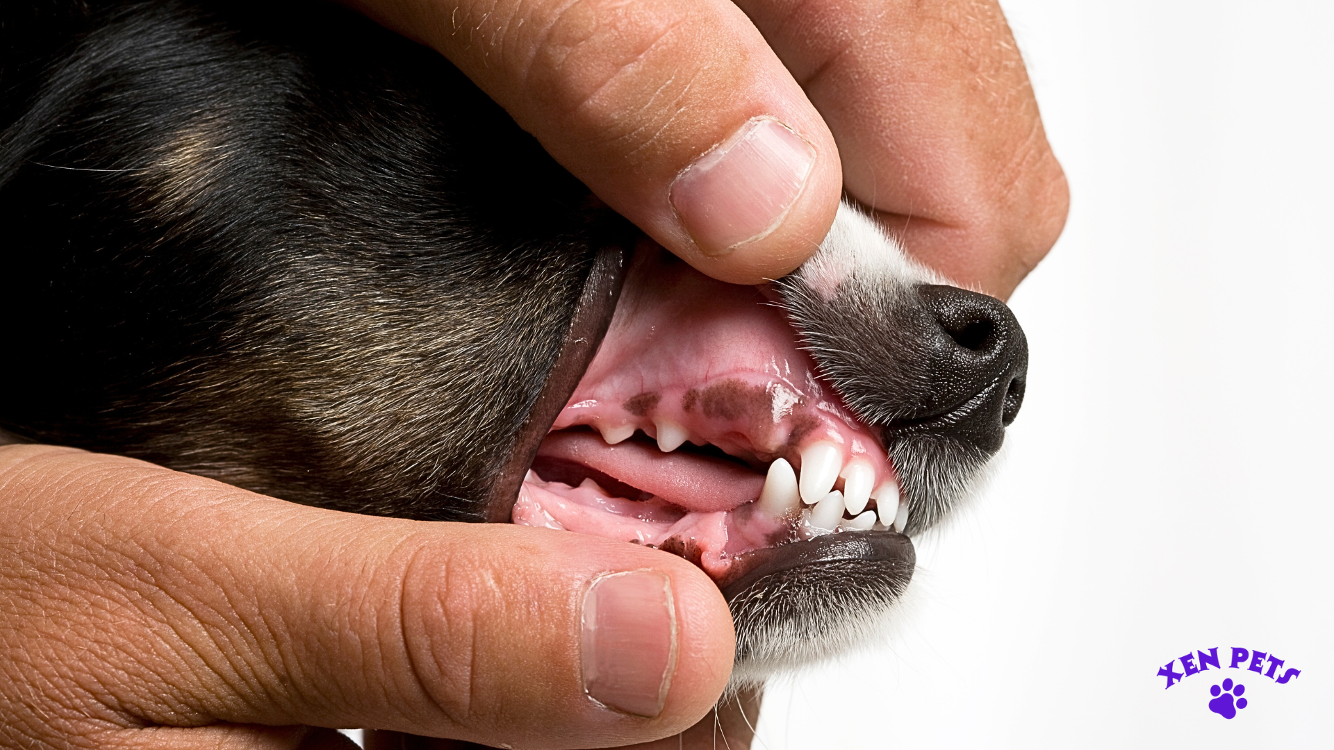 A dog with pale gums is a sign of iron deficiency.