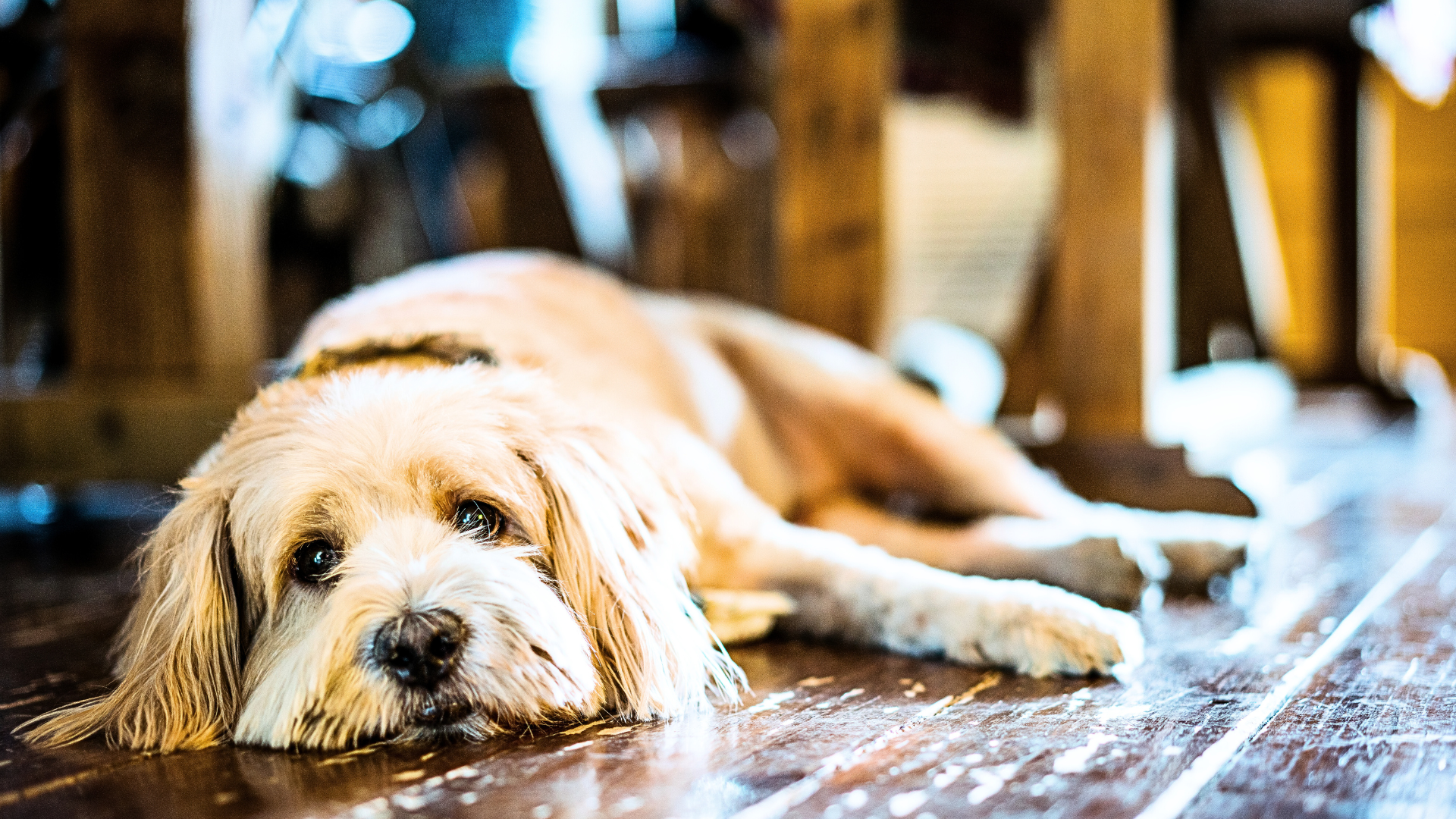 A tired dog laying on hardwood