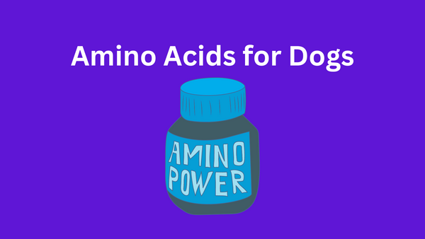 Amino Acids for Dogs