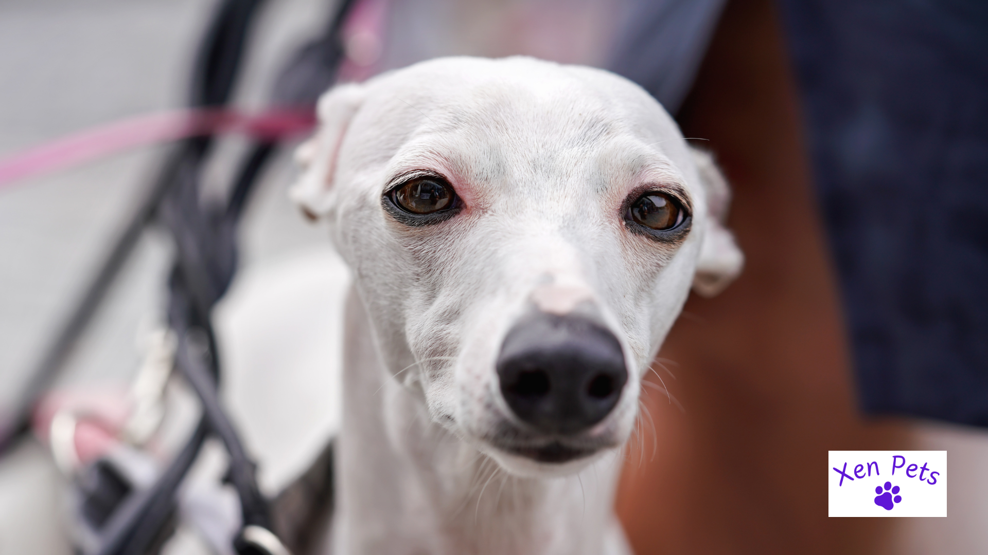 Dog folding their ears behind their head.