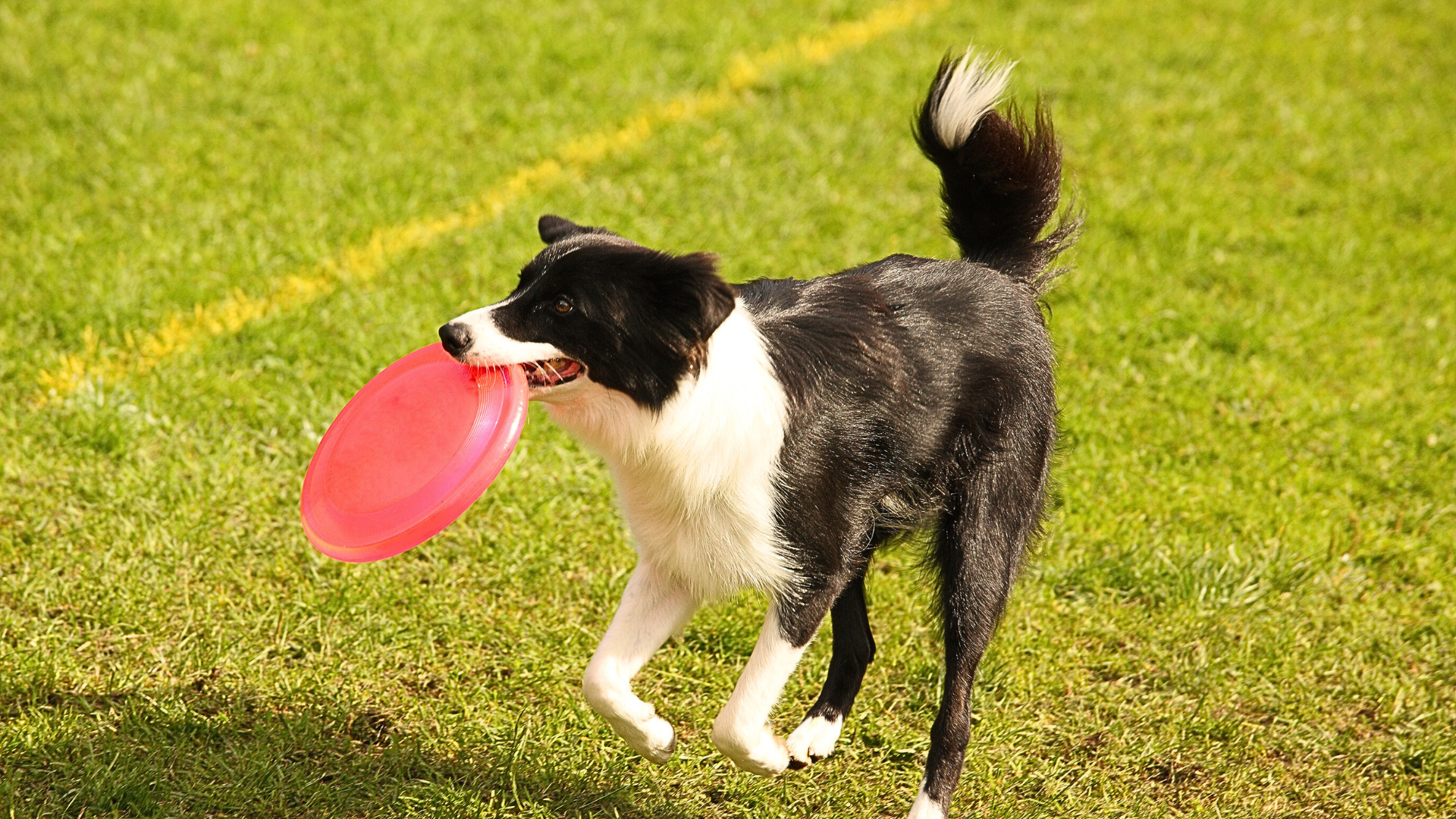 Dog playing with a frisbee.