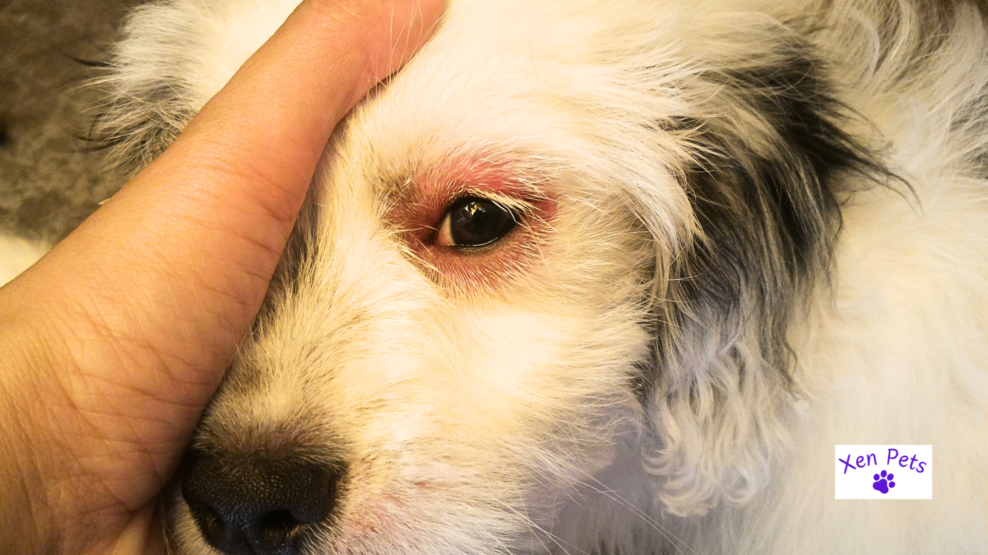 Dog's eye showing symptoms of allergies.