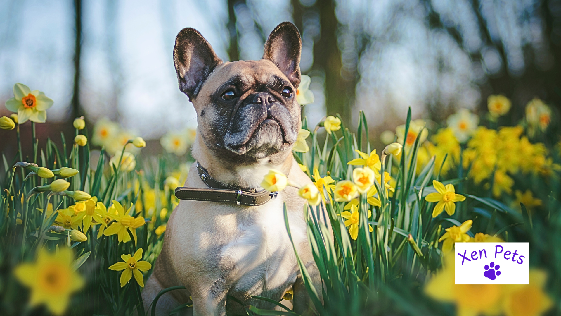 Dog sitting in flowers