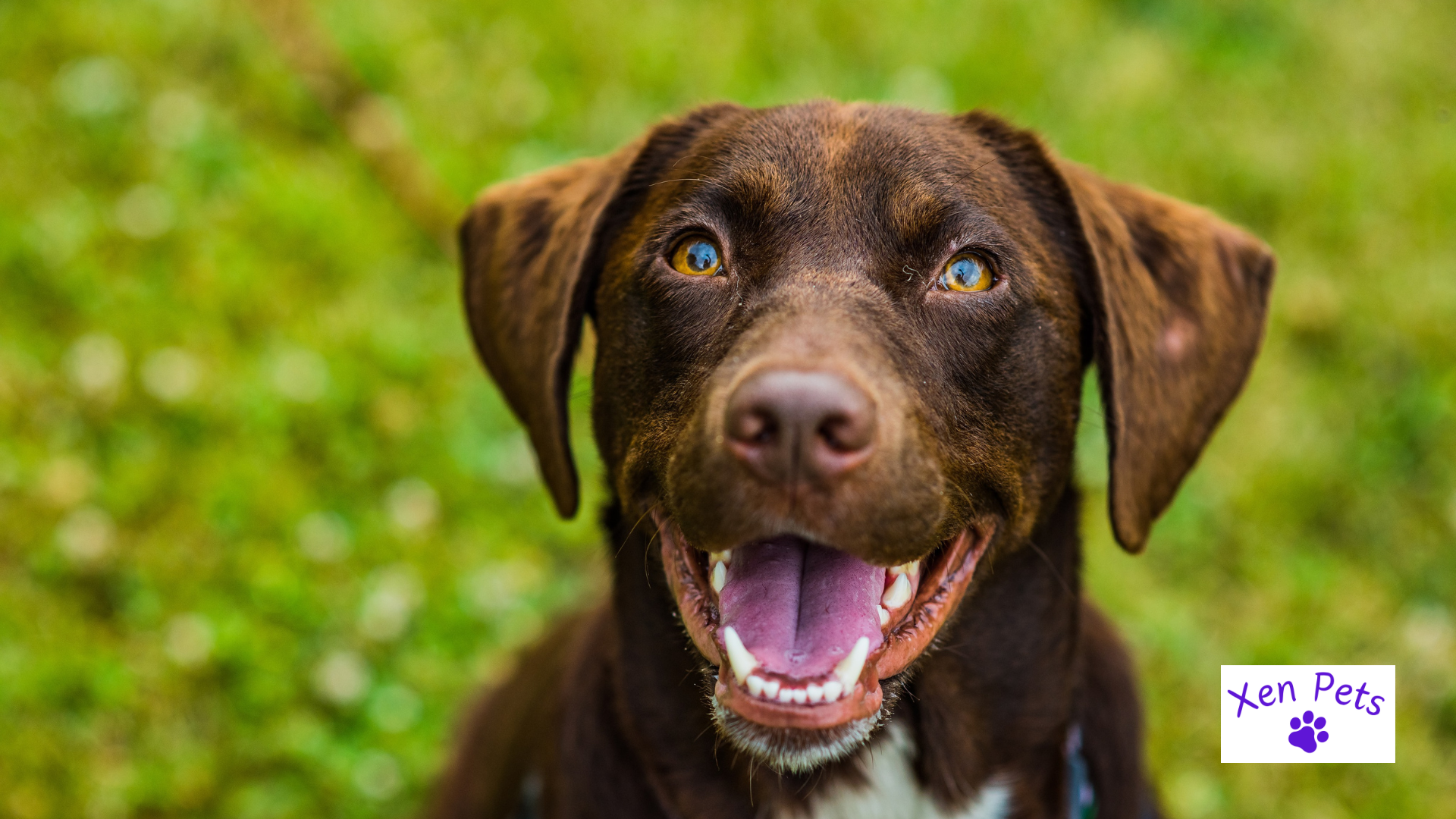 Dog smiling showing a sign of submissive behavior