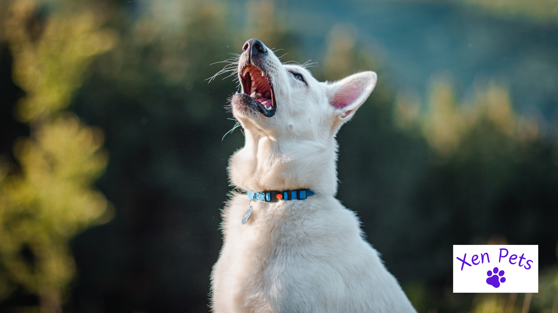 White dog sneezing due to their allergies.