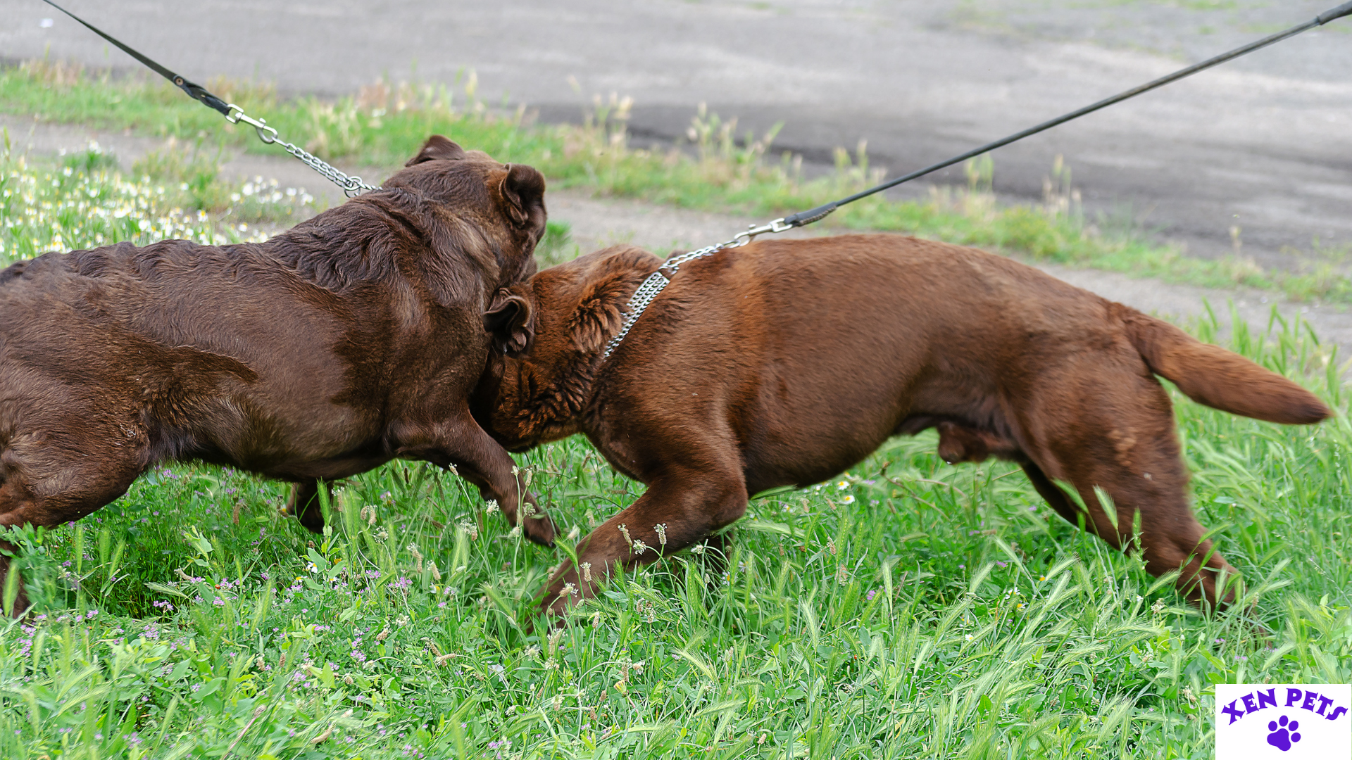 Two Reactive Brown Labrador Dogs