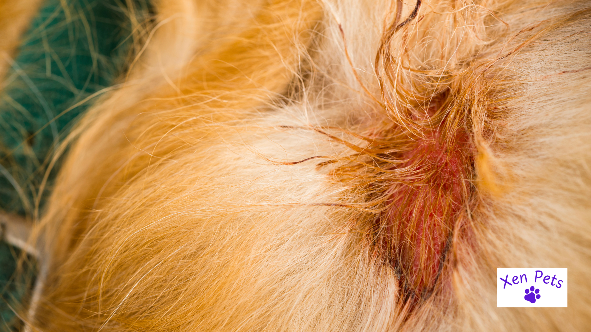 Moist eczema, aka a hot spot, on dogs shoulder.