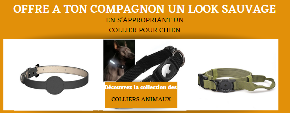 Collier collier chien