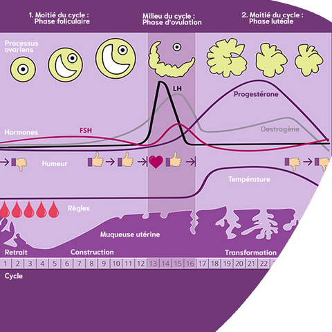 cycle menstruel