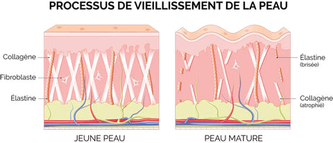 Vieillissement de la peau