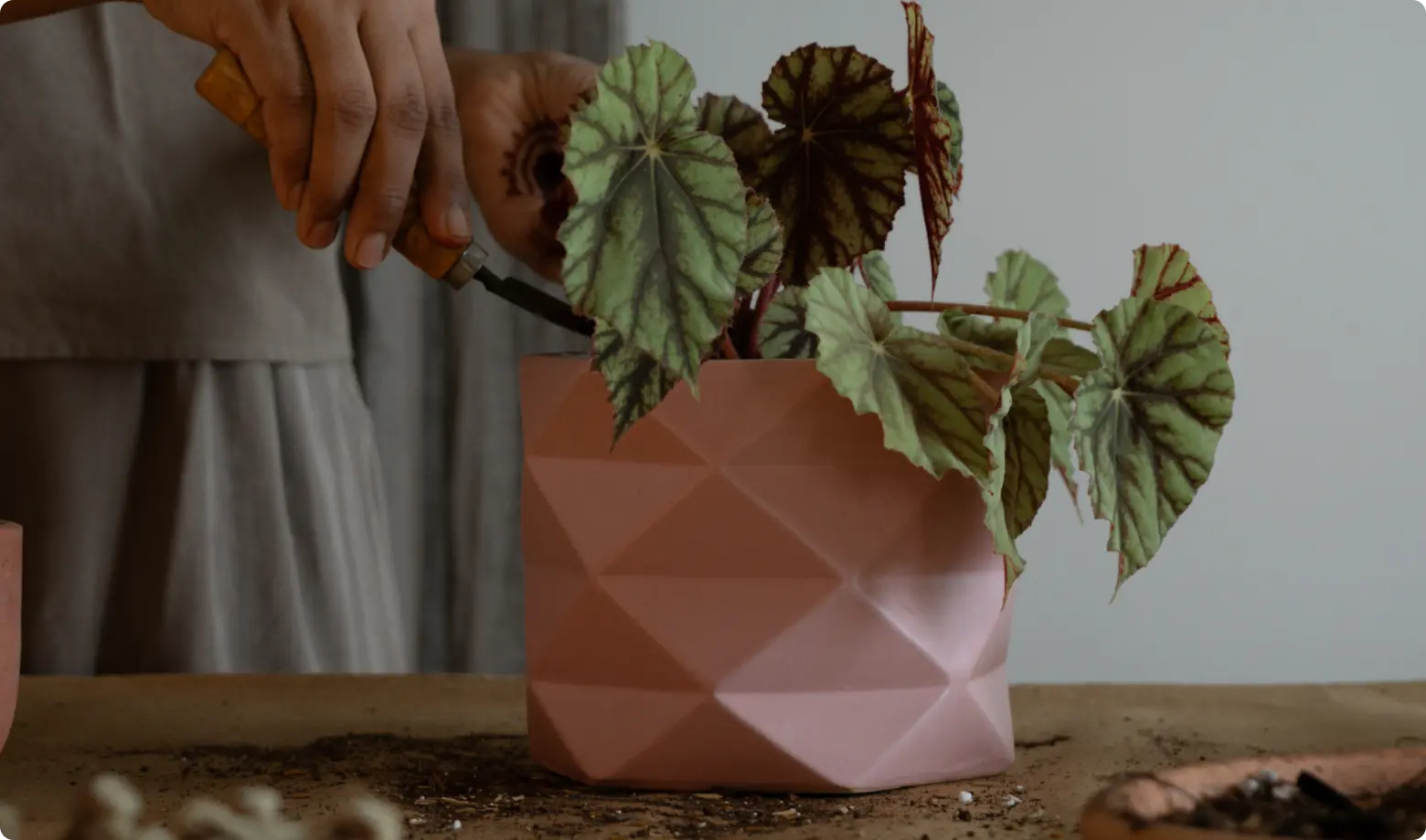Begonia Bowerae Eyelash with patterned leaves in a pink geometric planter during indoor plant care