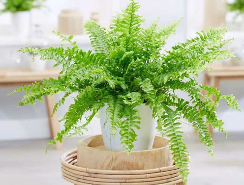 Boston Fern with delicate, feathery fronds