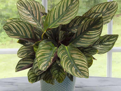 Striking Calathea Pinstripe foliage