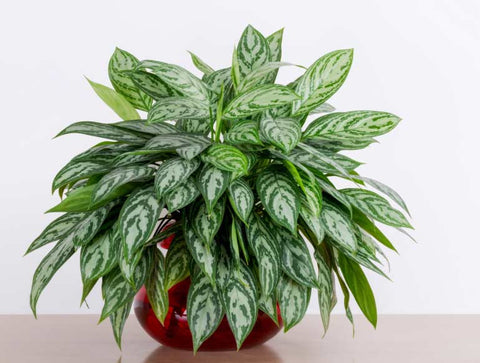 Chinese Evergreen plant with broad leaves in shades of green, silver, and cream