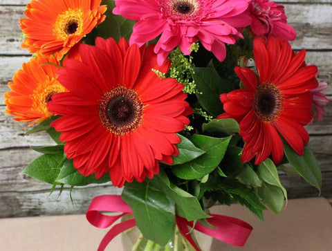 Gerbera Daisy flower in shades of red, pink, orange, or yellow