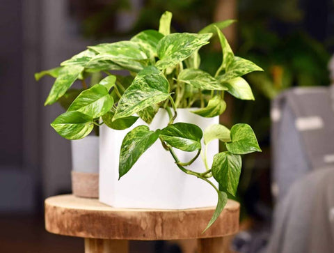Golden Pothos plant with heart-shaped leaves