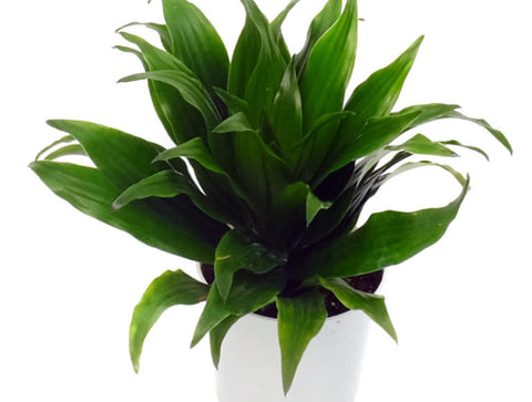 Janet Craig plant with dark green, strap-like smooth and glossy leaves